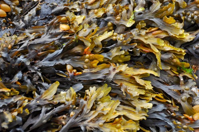 Propriedades curativas das algas marinhas e outros benefícios